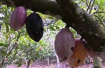 Cultivos de cacao amenazados 