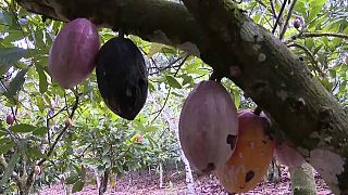 La production de cacao est en baisse provoquant une forte hausse des prix sur les marchés mondiaux.