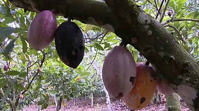 Cultivos de cacao amenazados 