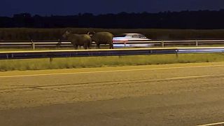 Insolite : 2 buffles aperçus sur une autoroute d'Afrique du Sud 