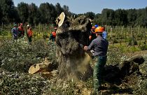 An olive tree plagued by Xylella pathogen is cut down in Oria, near Brindisi, southern Italy.