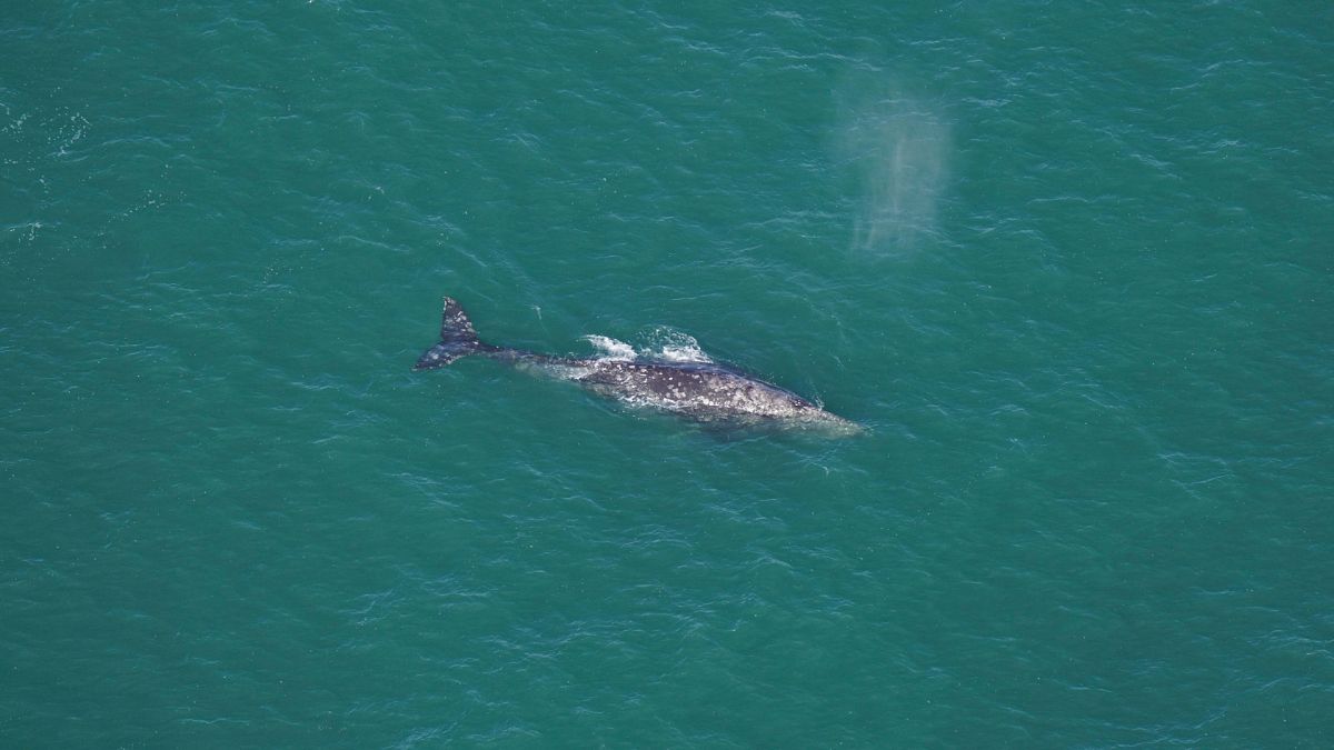 Учените забелязват „невероятно рядък“ сив кит, изчезнал в Атлантическия океан от 200 години