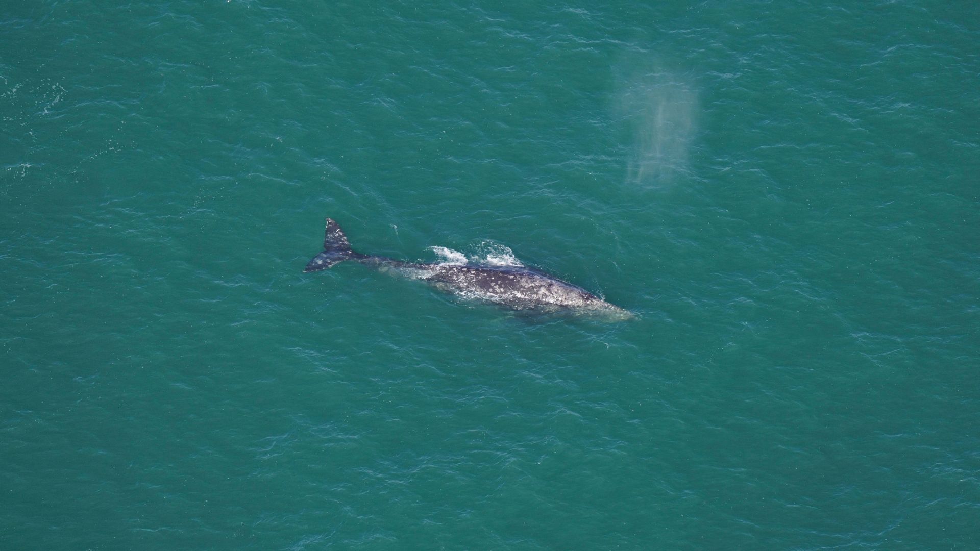 Durante o período da caça comercial à baleia, esta criatura marinha quase foi levada à extinção pela caça.