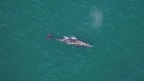 На этой фотографии Орлы О'Брайен изображен серый кит к югу от Нантакета.