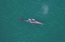 Esta foto de Orla O'Brien muestra una ballena gris al sur de Nantucket.