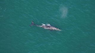 На этой фотографии Орлы О'Брайен изображен серый кит к югу от Нантакета.