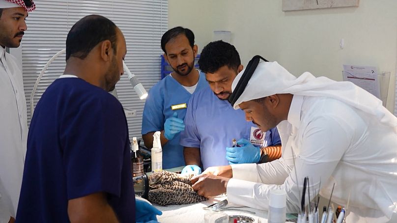 The Oryx Falcon Veterinarian has treated over 2,000 birds with airsacculitis and received over 400 inpatients