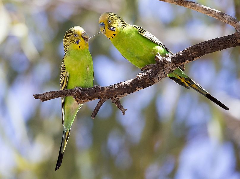 تب طوطی از پرندگان آلوده نظیر مرغ عشق نیز می‌تواند منتقل شود