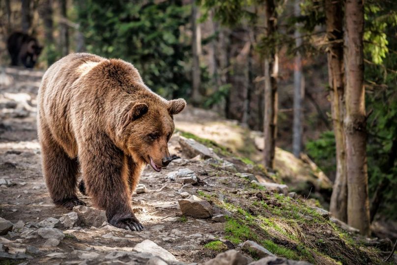 The Brown Bear is the largest carnivore in Serbia
