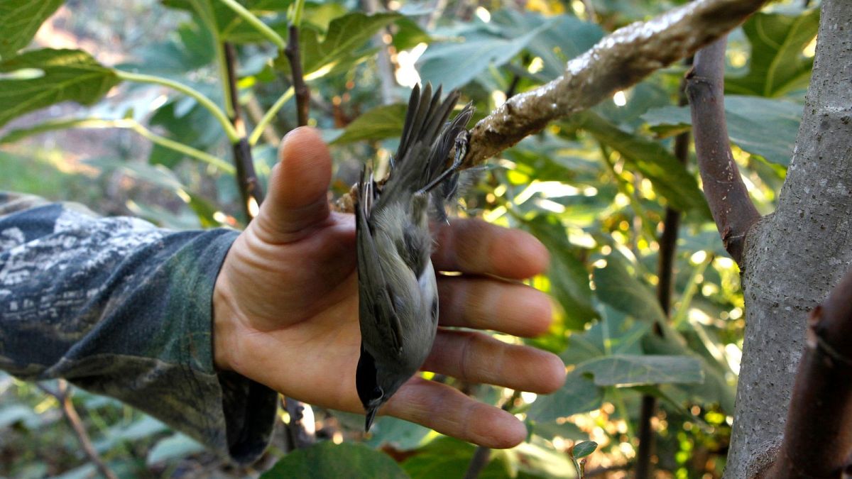 ‘A grim reminder’: More than 400,000 songbirds killed in Cyprus as anti-poaching police step back thumbnail