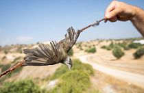 A blackcap is caught on a limestick placed by poachers in Cyprus.