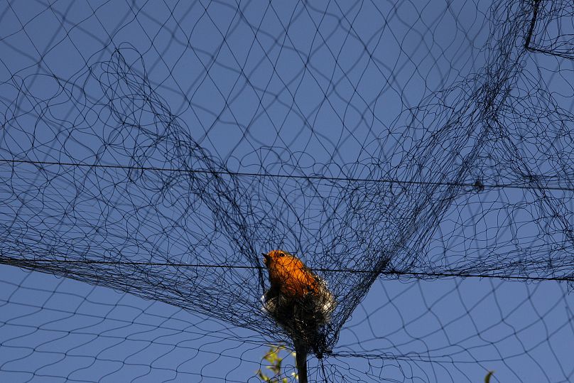 A bird is entangled in a net used by poachers to trap migrating songbirds in the early morning in the Larnaca district of Cyprus, 2012.