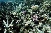 Coral on Moore Reef is visible in Gunggandji Sea Country off coast of Queensland in eastern Australia.