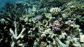 O coral do recife de Moore é visível no país do mar de Gunggandji, ao largo da costa de Queensland, no leste da Austrália.
