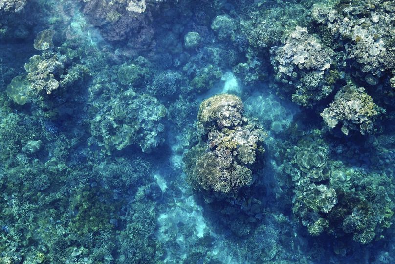 Os corais da Grande Barreira de Coral são visíveis por baixo das ondas sobre o recife Moore, na região marítima de Gunggandji, na Austrália.