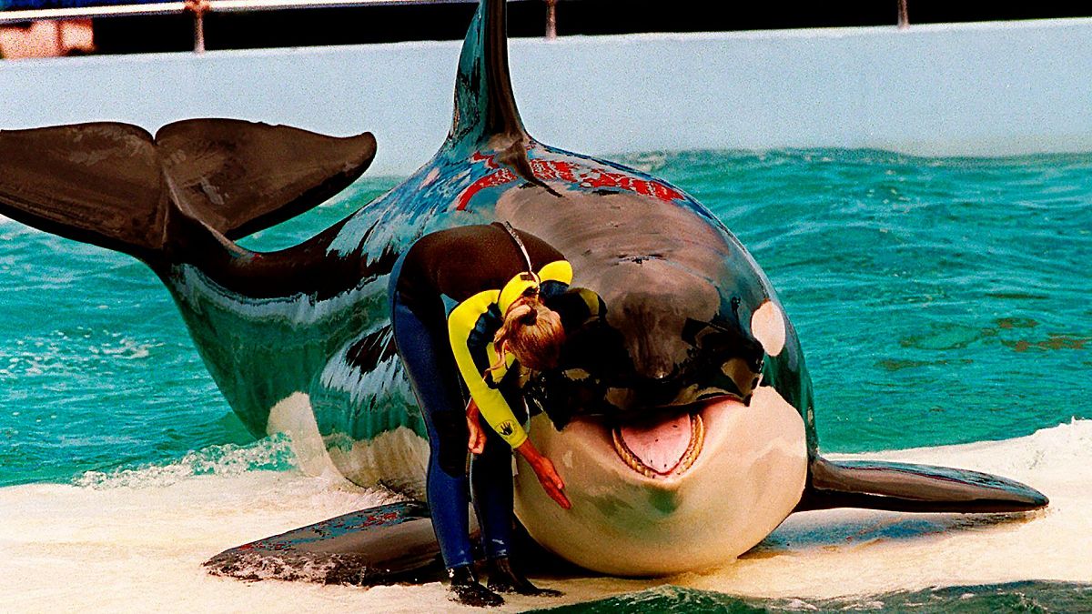 Trainer Marcia Hinton pets Lolita, a captive orca whale, during a performance at the Miami Seaquarium in Miami, March 1995.