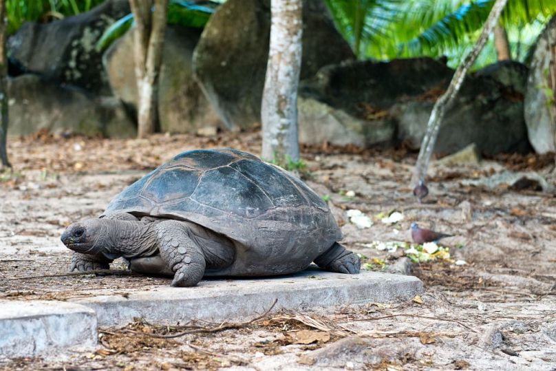 It's estimated that there are a whopping 100,000 giant tortoise on Aldabra