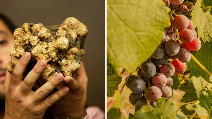 A giant white truffle found in 2007 and (R) Nebbiolo grapes, used to make Barbaresco and Barolo reds.