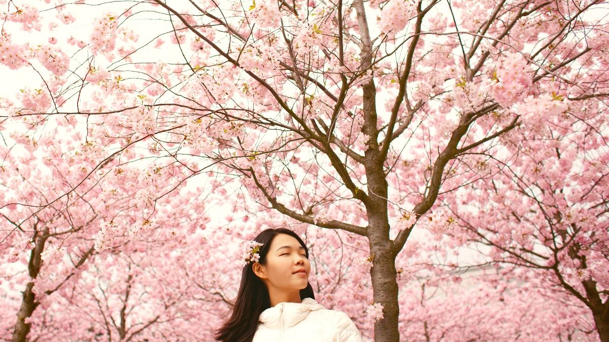Побывайте среди цветущей сакуры в Европе с помощью нашего удобного путеводителя
