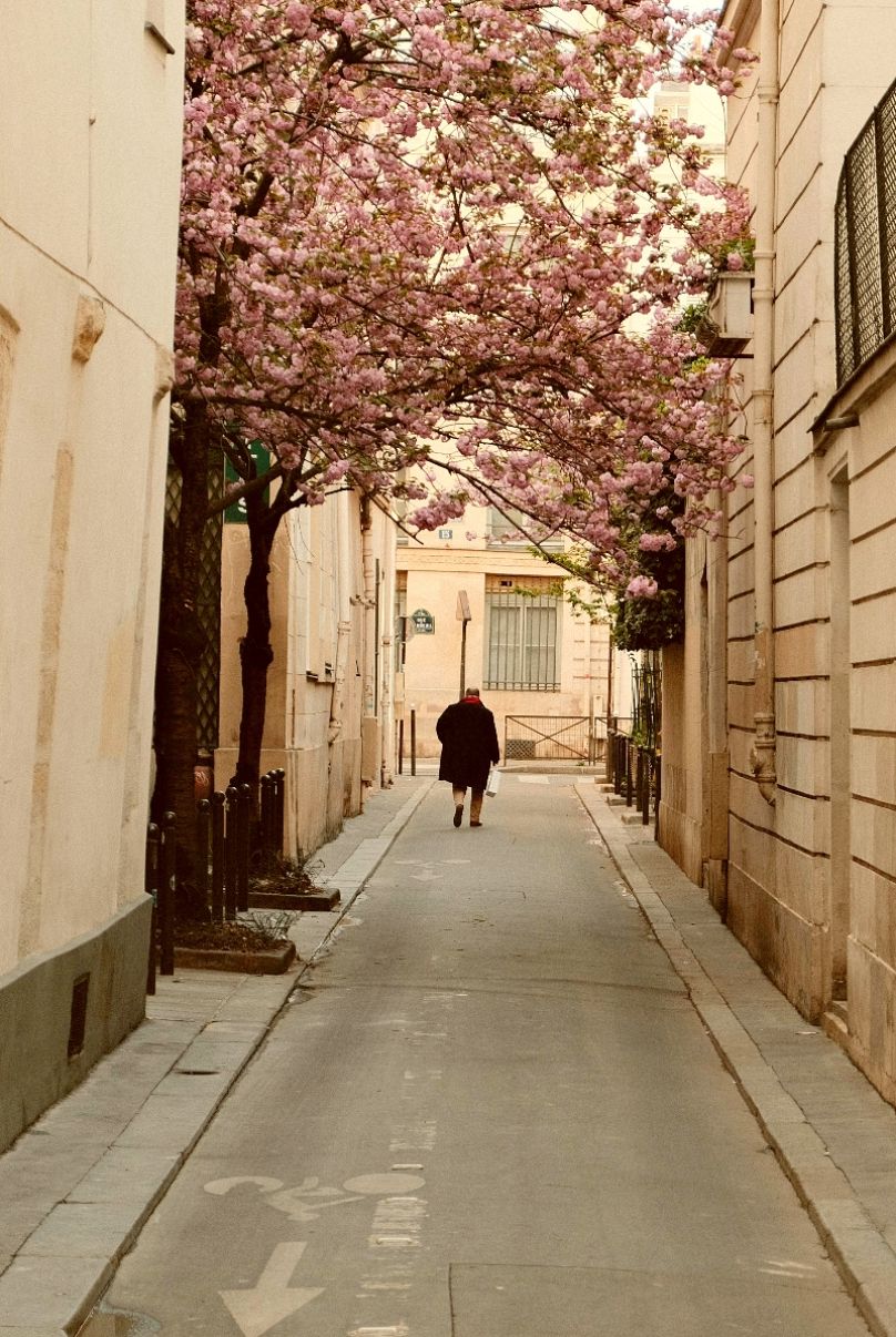 Las bellas calles de París se tiñen de rosa con la floración de los árboles de sakura