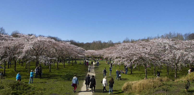 Besuchen Sie den Kersenbloesempark - den Kirschblütenpark - in den Niederlanden, in dem 400 der rosa Bäume stehen
