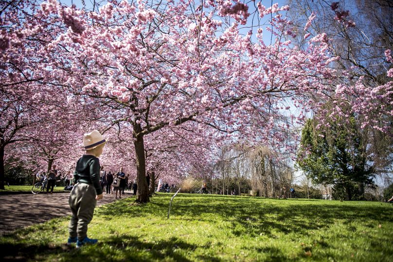 Japanese cherry trees stand in full bloom in Copenhagen