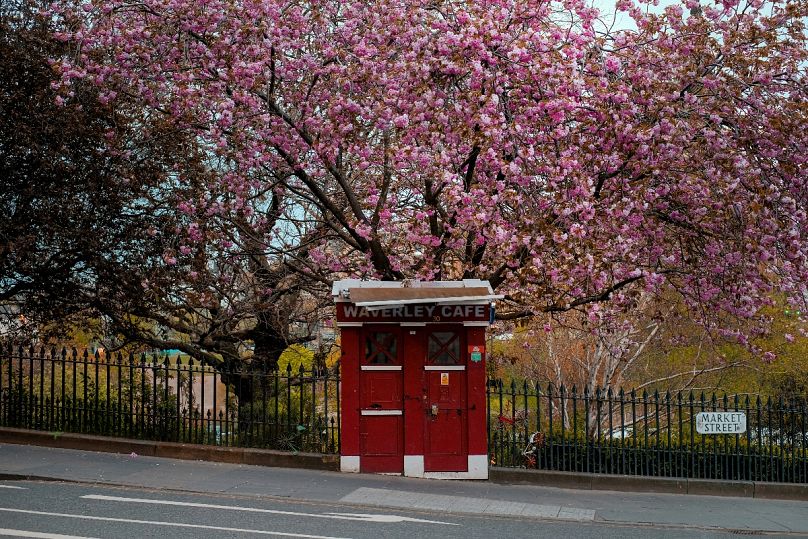 Cerezos en flor en la emblemática Royal Mile de Edimburgo