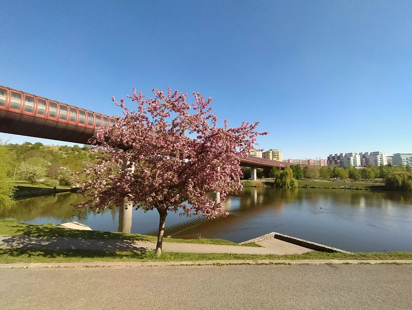 En primavera, los árboles de sakura están por todas partes en Praga.