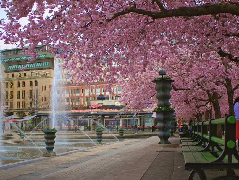 Algunos cerezos en flor en el centro de Estocolmo