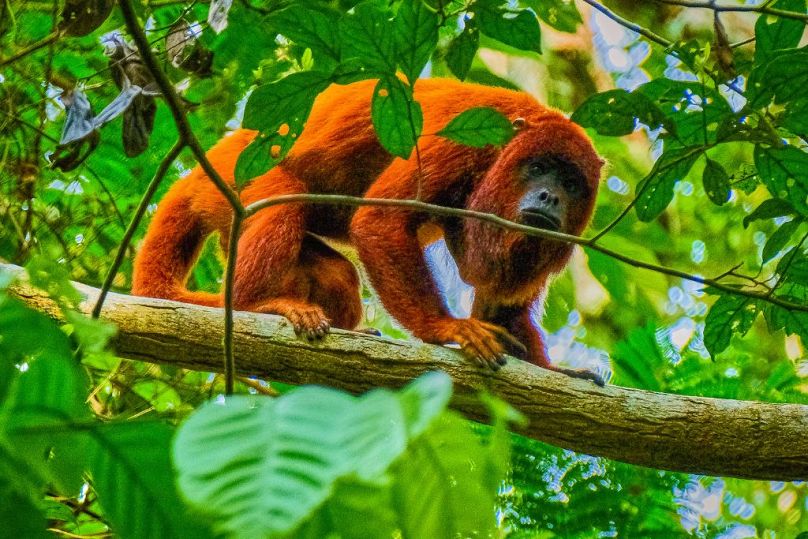 The Brazilian side of the Amazon rainforest promises a journey into one of the world's most biodiverse ecosystems.