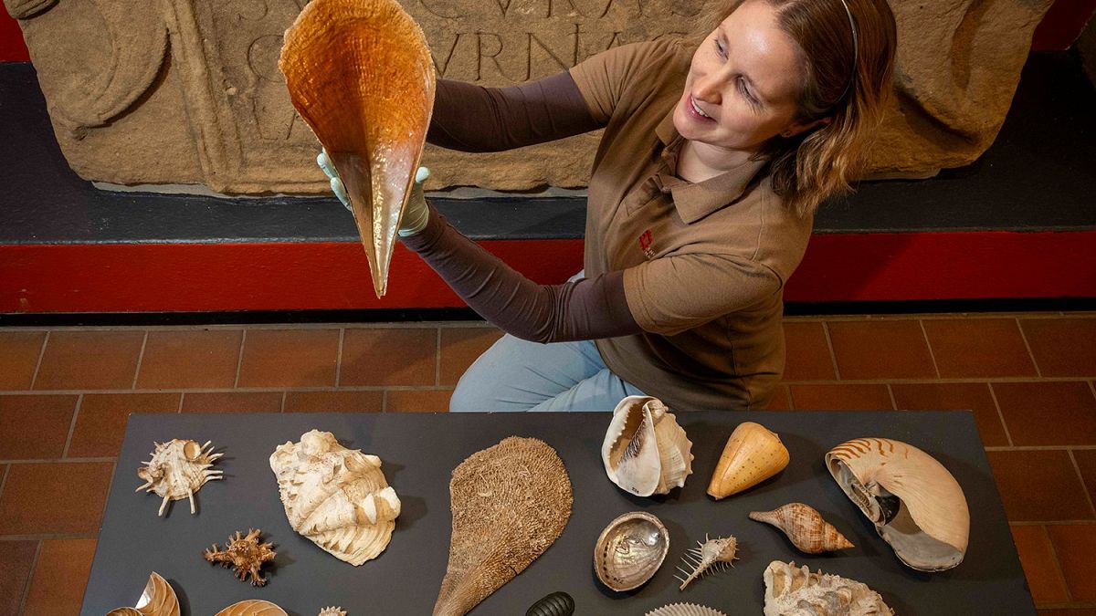 The collection of shells thought to have been lost for 40 years