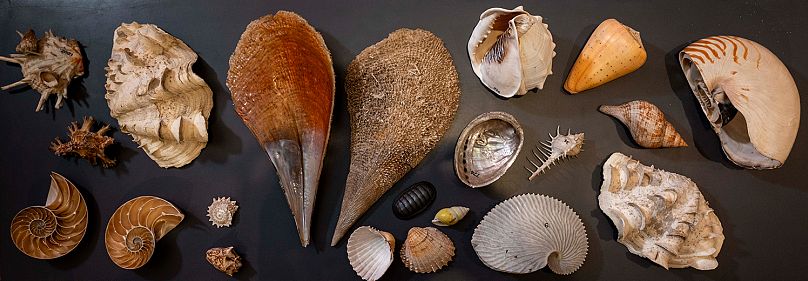 The collection of Captain Cook's shells