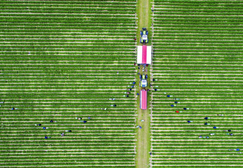 Сборщики урожая из Польши и Украины собирают клубнику на поле у Балтийского моря в Хоэн-Вишендорфе, июль 2020 г.