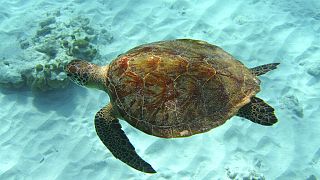 9 people dead and 78 others hospitalized after eating sea turtle meat on Zanzibar's Pemba Island