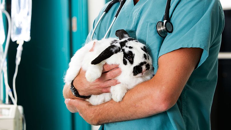 A rabbit in for a check-up at a vet clinic