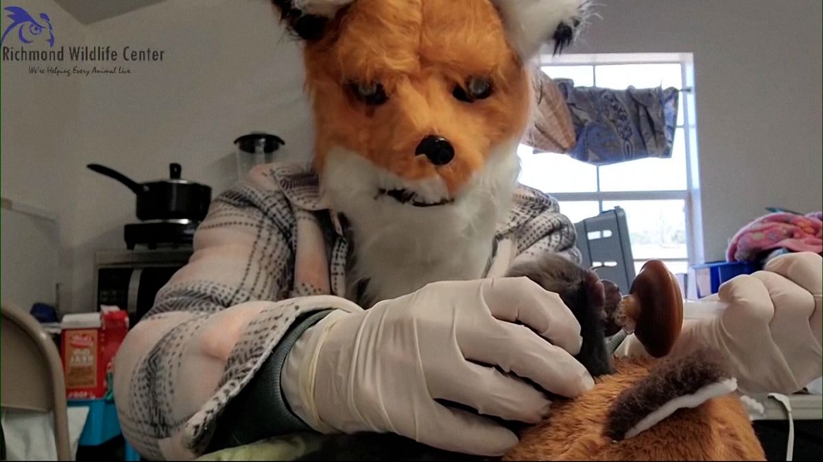 Служителите в центъра за диви животни се обличат като майка лисица, за да спасят изоставено малко