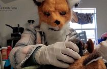 A staff member from Richmond Wildlife Centre in the US dresses up as a fox to feed a fox cub.