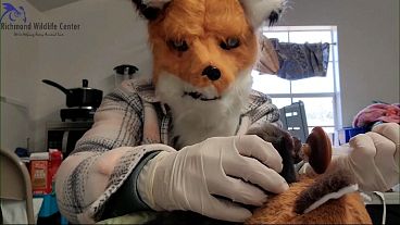 Um membro do pessoal do Richmond Wildlife Centre, nos EUA, veste-se de raposa para alimentar uma cria de raposa.