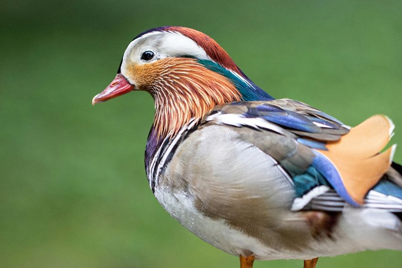 Echa un vistazo a aves inusuales como este pato mandarín en Lange Erlen.