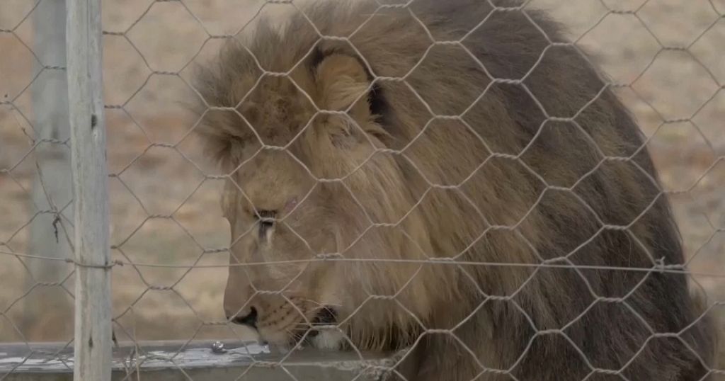 Lions rescued from Ukraine released into big cat sanctuary in South Africa