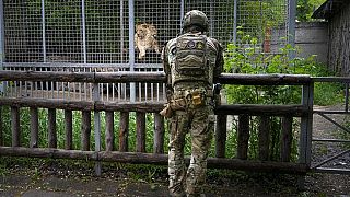 Afrique du Sud : des lions sauvés d'Ukraine relâchés dans une réserve 