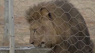 Lions rescued from Ukraine released into big cat sanctuary in South Africa