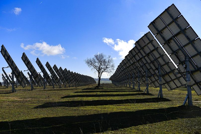 A tree is surrounded by solar panels in Los Arcos, March 2023
