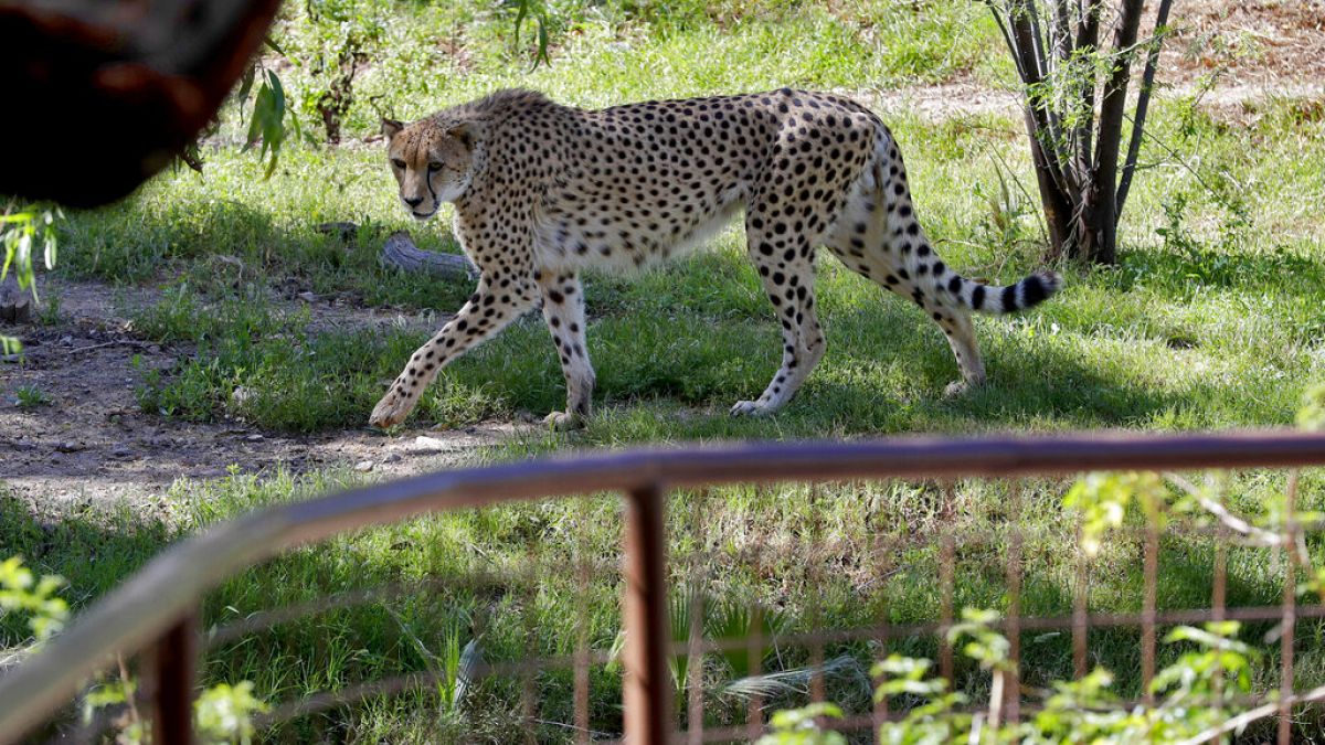 Rare African cheetah brothers arrive at UK’s Chester Zoo