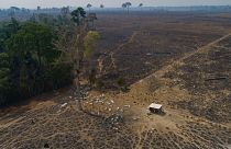 Cattle graze on land burned and deforested by cattle farmers near Novo Progresso, Para state, Brazil. 