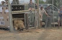 Imagen del momento en que los leones ucranianos Tsar y Jamil salen de sus jaulas en su nuevo hogar sudafricano.