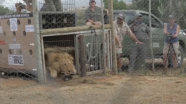 Imagen del momento en que los leones ucranianos Tsar y Jamil salen de sus jaulas en su nuevo hogar sudafricano.