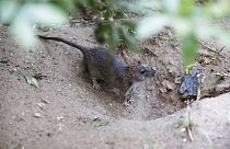 ABD'nin New York kentindeki bir parkta fare (arşiv)