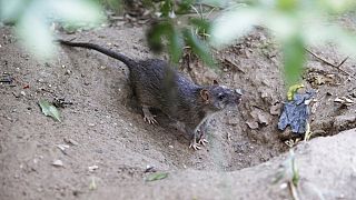 ABD'nin New York kentindeki bir parkta fare (arşiv)