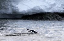 Bir penguen Antarktika'daki Bransfield Boğazı kıyısı yakınlarında yüzüyor, 